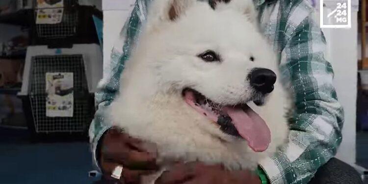 ANIMAL DE COMPAGNIE – A la rencontre de Ricky, le Samoyède au sourire caractéristique