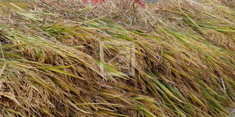 CONSOMMATION – Le prix du paddy atteint déjà à 1 800 ariary dans l’Alaotra