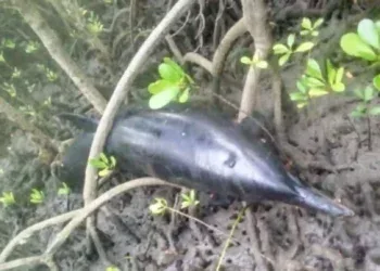 INCIDENT MARITIME – 22 dauphins retrouvés morts à Nosy Hara pour des raisons encore inconnues