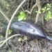 INCIDENT MARITIME – 22 dauphins retrouvés morts à Nosy Hara pour des raisons encore inconnues