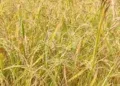 RIZICULTURE – Un rendement moyen de plus de 5 tonnes à l’hectare pour Papriz à sa troisième phase