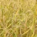 RIZICULTURE – Un rendement moyen de plus de 5 tonnes à l’hectare pour Papriz à sa troisième phase