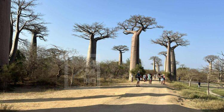 ÉVÉNEMENT – La célébration de la Journée mondiale du Tourisme prévue ce week-end à Morondava reportée