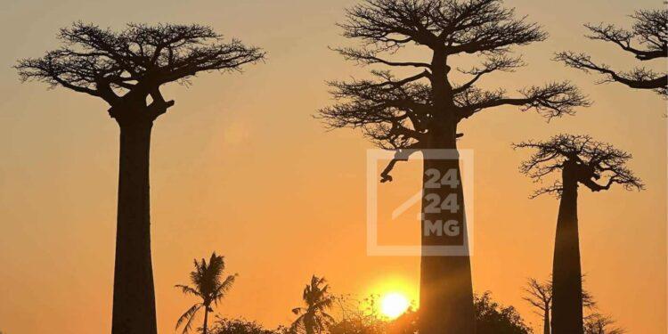 MORONDAVA – Le Nord de l’Allée des Baobabs frappée par un incendie désormais maîtrisé