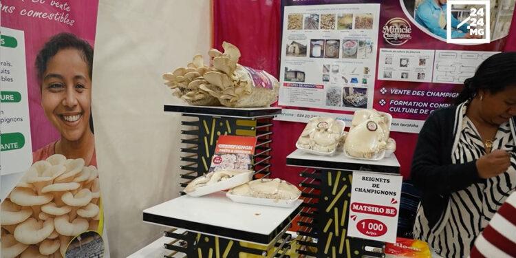 Réinventer la cuisine avec le pleurote que l’on peut faire pousser chez soi
