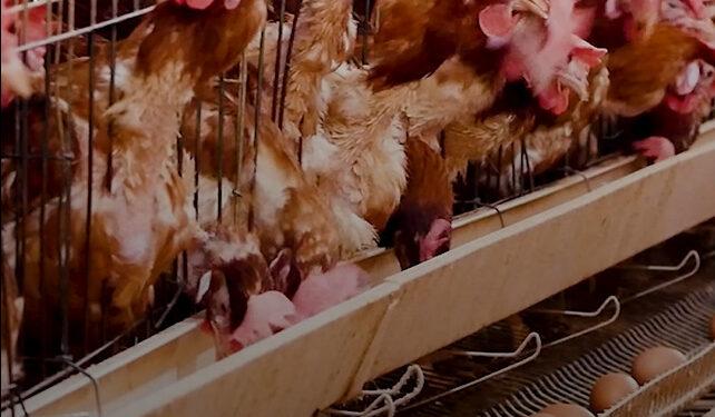 La perspective d’une retaxation à la TVA de 20% de la provende et des intrants nécessaires à la fabrication de provende avait inquiété beaucoup d’éleveurs.