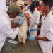 SERVICE VÉTÉRINAIRE – Vaccination antirabique de masse de chiens et de chats à propriétaire à Analamanga
