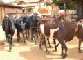 ZOONOSE – La question de la traçabilité de la viande remise sur le tapis avec la découverte de cas de rage bovine à Isandra