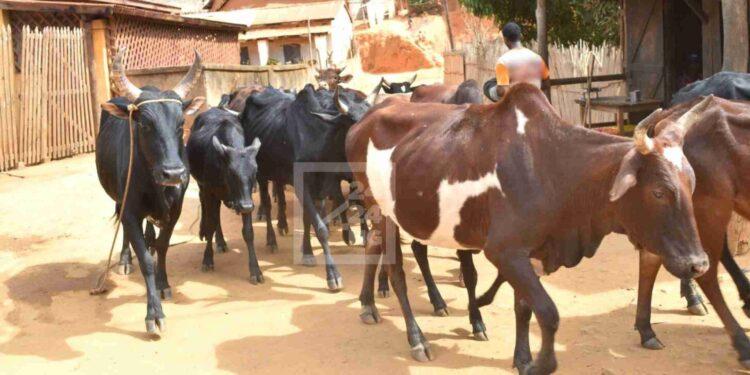 ZOONOSE – La question de la traçabilité de la viande remise sur le tapis avec la découverte de cas de rage bovine à Isandra