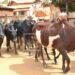 ZOONOSE – La question de la traçabilité de la viande remise sur le tapis avec la découverte de cas de rage bovine à Isandra