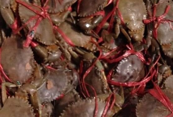 EXPORTATION – 70% du quotas pour l’exportation des crabes sont attribués aux entreprises déjà opérant pour l’année 2026