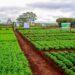 DEVELOPPEMENT RURAL – L’extension du Parc d’innovation agricole d’Andranomanelatra en chantier