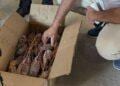 PRODUITS DE PÊCHES – Une cargaison de près de 7,5 tonnes de langoustes non réglementaires interceptée à Toamasina