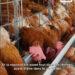 STEPHANE RAZARIELA, MEMBRE DE L’INTERPROFESSION AVIAIRE – “Nous ne pourrons produire à bas coût sans obtenir au préalable des matières premières à des prix abordables”