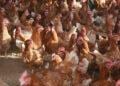 MIRA RAKOTONDRANDRIA, SECRÉTAIRE GÉNÉRALE DE L’INTERPROFESSION AVIAIRE – “Le poulet et l&rsquo;œuf devraient être les protéines animales les plus accessibles à la population”.
