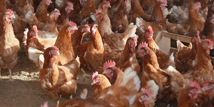 MIRA RAKOTONDRANDRIA, SECRÉTAIRE GÉNÉRALE DE L’INTERPROFESSION AVIAIRE – “Le poulet et l&rsquo;œuf devraient être les protéines animales les plus accessibles à la population”.