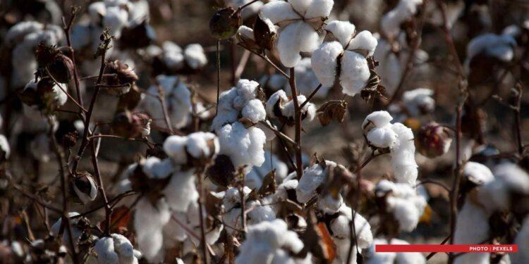 TEXTILE – Madagascar projette de relancer la filière coton dans son plan de relance économique 