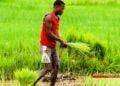 AGRICULTURE – Des semences de riz hybride infectées distribuées par l’Etat en 2025 ont contaminé des variétés locales, alerte la Cour des comptes
