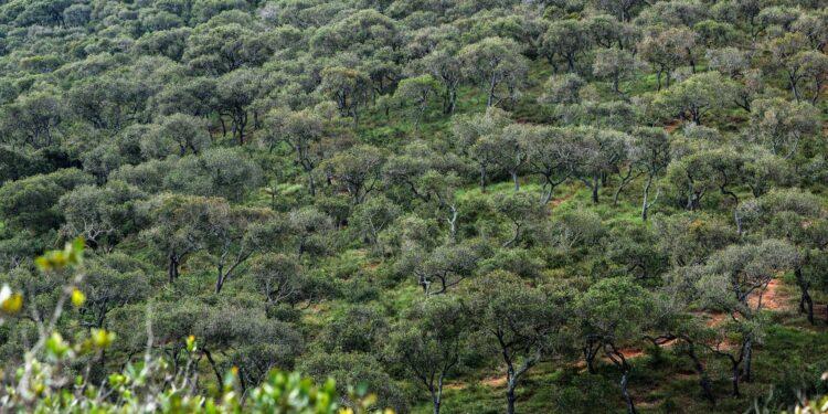 ENVIRONNEMENT – Deux aires protégées communautaires en création pour protéger les forêts Tapia de l’Itasy