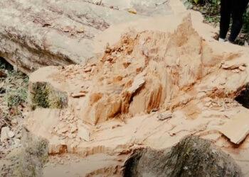 ANDASIBE – Six individus appréhendés pour coupe illégale de palissandre à Analamazaotra