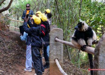 EDUCATION – Plus de 37 500 enfants sensibilisés à l&rsquo;environnement grâce au partenariat entre Colas Madagascar et Lemurs&rsquo; Park